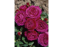 ����� ���� 220���. (����� �������� ��� 23��.).jpg