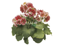 ������� ����� ������ �������� 10�� 34,5.jpg