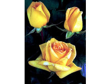 ������ ����� 220���. (����� �������� ��� 10��.).jpg