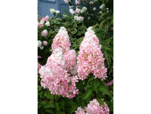 ��������� ��� ���� ���� �9- 148�.jpg