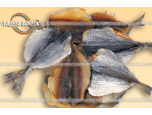 ������ ���������