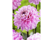 94���. �������� ���� ��(�������� ���� �� 1 ��., ����������� ����� 1��.)���15.jpg