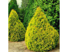 95,7���. ��� Thuja occidentalis Rheingold.jpg