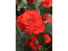 ��� ��� 220���. (����� �������� ��� 18��.).jpg