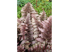 229,8���. ���������� �������� ����(�������� ���� �� 1 ��., ����������� ����� 1��.)���16.jpg