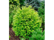 101,2���. ������ Thujopsis dolabrata Aurea.jpg