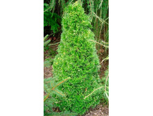 106,7���. ��� Thuja occidentalis Spotty Smaragd.jpg