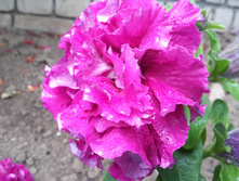 20150723 111001.jpg