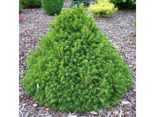139,7���. ��� Picea abies Tompa.jpg