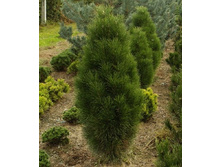 95,7���. ����� Pinus nigra Pyramidalis.jpg