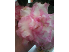 IMG 20151001 145508.jpg