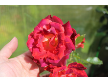 Chocolate Ruffles (34).JPG