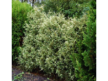 101,2���. ��� Thuja occidentalis Variegata.jpg