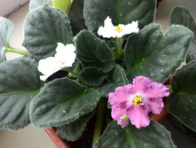 �� - ������������� ������