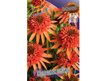 254,7���. �������� ������������(�������� ���� �� 1 ��., ����������� ����� 1��.).jpg