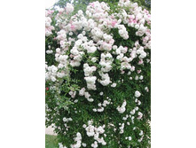 ���� ���� 220���. (����� �������� ��� 6��.).jpg