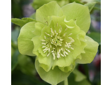 263���. �������� ���� ����� ����(�������� ���� �� 1 ��., ����������� ����� 1��.)���15.jpg