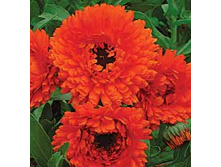 ��������� ������� � ޣ���� ������� 20�� 8,5.jpg