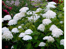 ����. ���� ����������� �9- 163�.