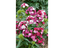 �������� �������� ����� 5�� 32,5.jpg