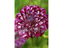 87,5���. �������� ����� ��������(�������� ���� �� 1 ��., ����������� ����� 1��.)���16.jpg