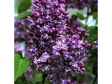 306���. ������ ������������ ��������.jpg