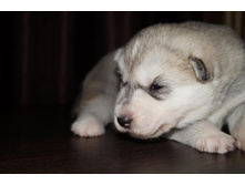 ������ №1 ( 14 ����) -���������