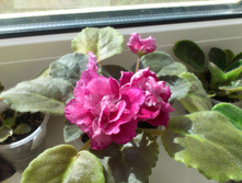 �������� ����� (�. �����)