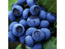 175���. �������� ������.jpg