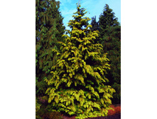 101,2���. ��� Thuja plicata Zebrina Extra Gold.jpg