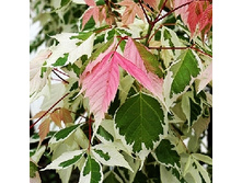 430���. �̣� ������������ ��������.jpg