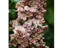 306���. ������ ������������ �������.jpg