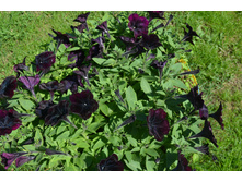 ������� Debonair Black Cherry