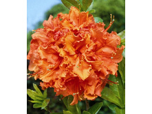 306���. ������ Knapp Hill ������ ���������.jpg