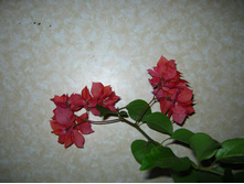 ����������� "Double Red"