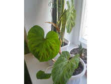 20151005 114539 HDR.jpg