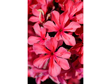 87,67���. ����� ���������(�������� ���� �� 3 ��., ����������� ����� 1��.)���15.jpg