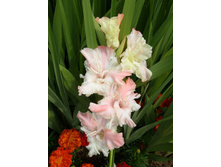 03 ���� � ��������.jpg