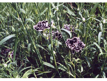 �������� ��������� ������ � ����� 0,1�� 23.jpg