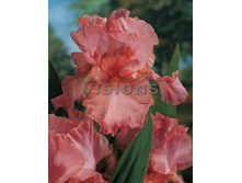 Iris Pink Horizon.jpg