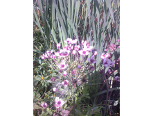 ����� ���������