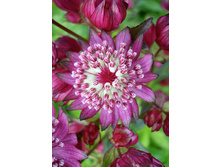 196,6���. ��������� ���� ����(�������� ���� �� 1 ��., ����������� ����� 1��.).jpg