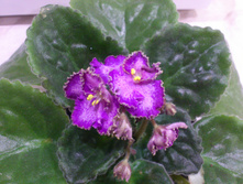 Lion's Pirate's Treasure (�����)