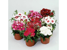 �������� ��������� ����� ������� ����� 10�� 38,5.jpg