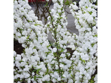 122���. ������ ���������� ���������.jpg