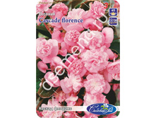 ������ �������.jpg