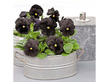 ����� �������� ޣ���� 0,1�� 15.jpg