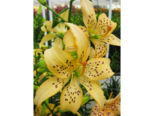 37,4���. ����� ��� ����(�������� ���� �� 5 ��., ����������� ����� 1��.).jpg