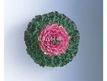 ������� ������������ ������ ������� ������� 5�� 12.jpg