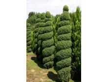 95,7���. ������������ Juniperus communis Hibernica.jpg